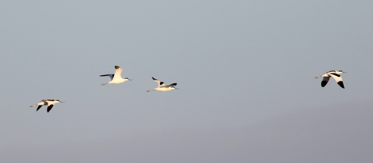 Pied Avocet - ML610784237