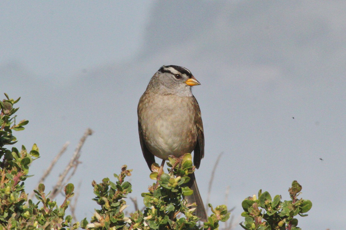 White-crowned Sparrow - I'm Birding Right Now (Teresa & Miles Tuffli)