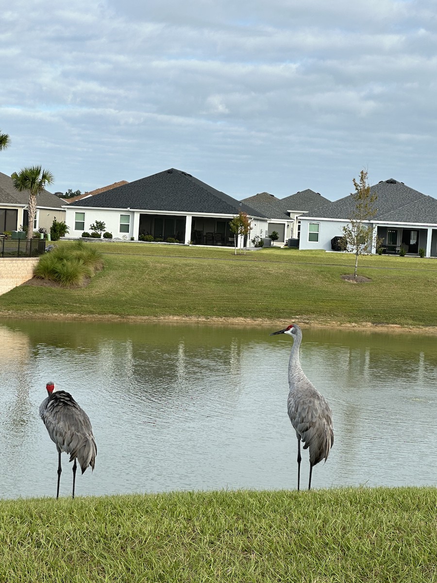 Sandhill Crane - ML610784278