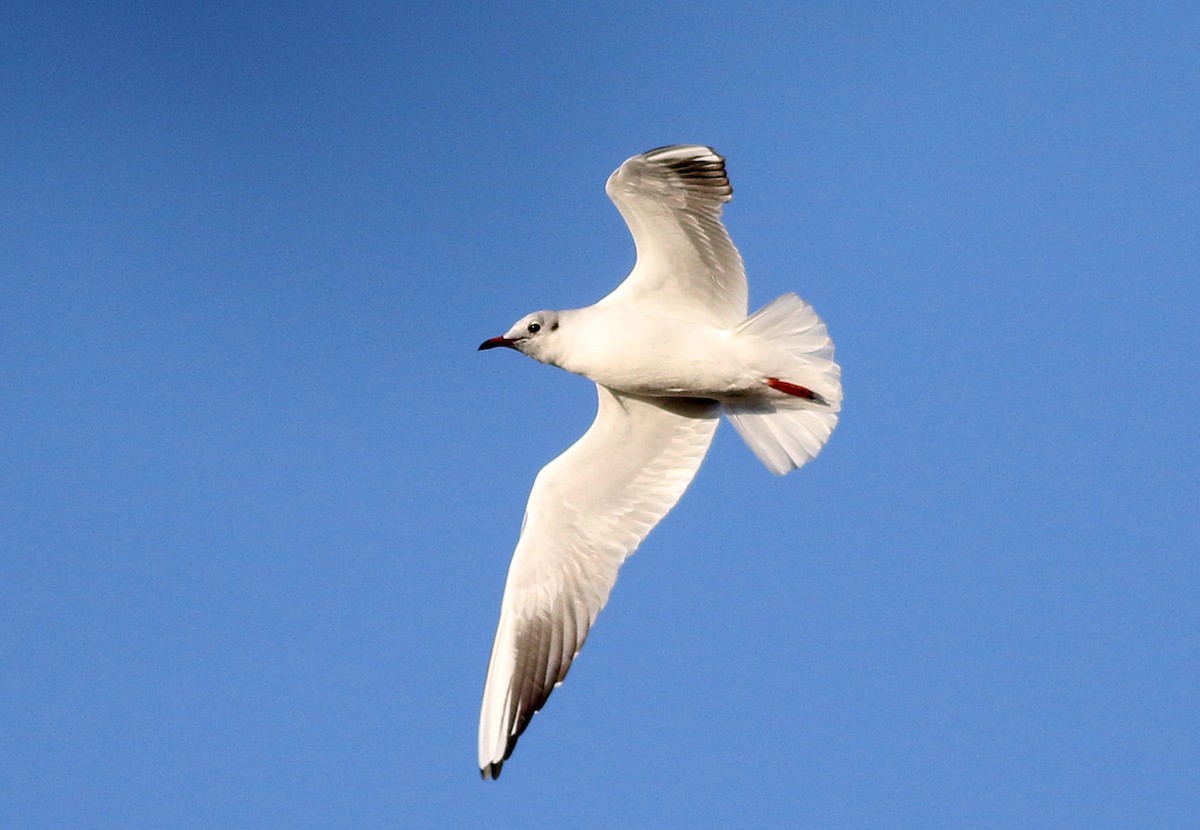 Mouette rieuse - ML610784311