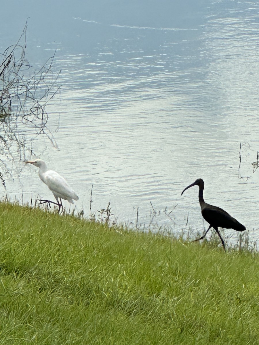 Great Egret - ML610784335