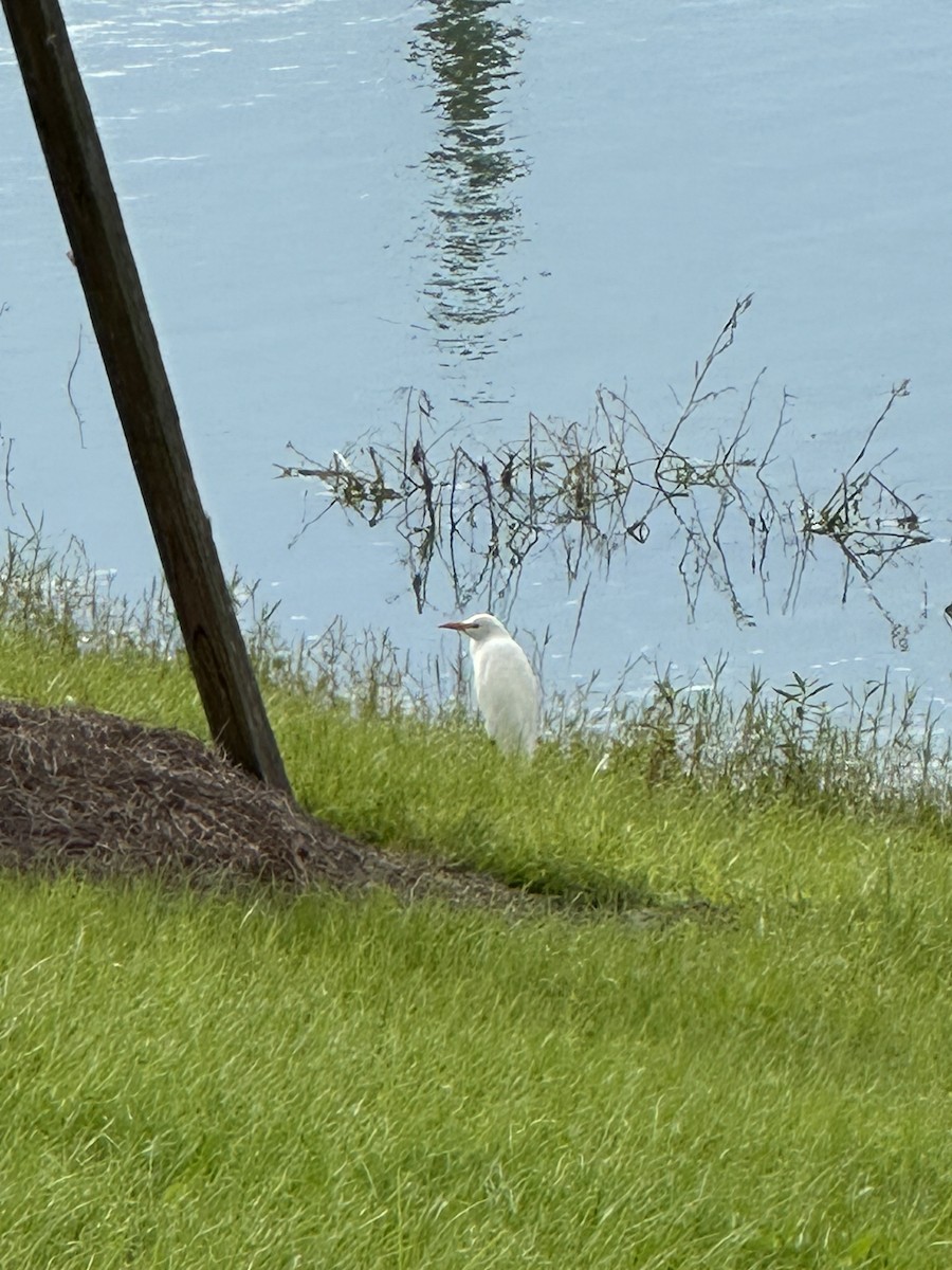 Great Egret - ML610784426
