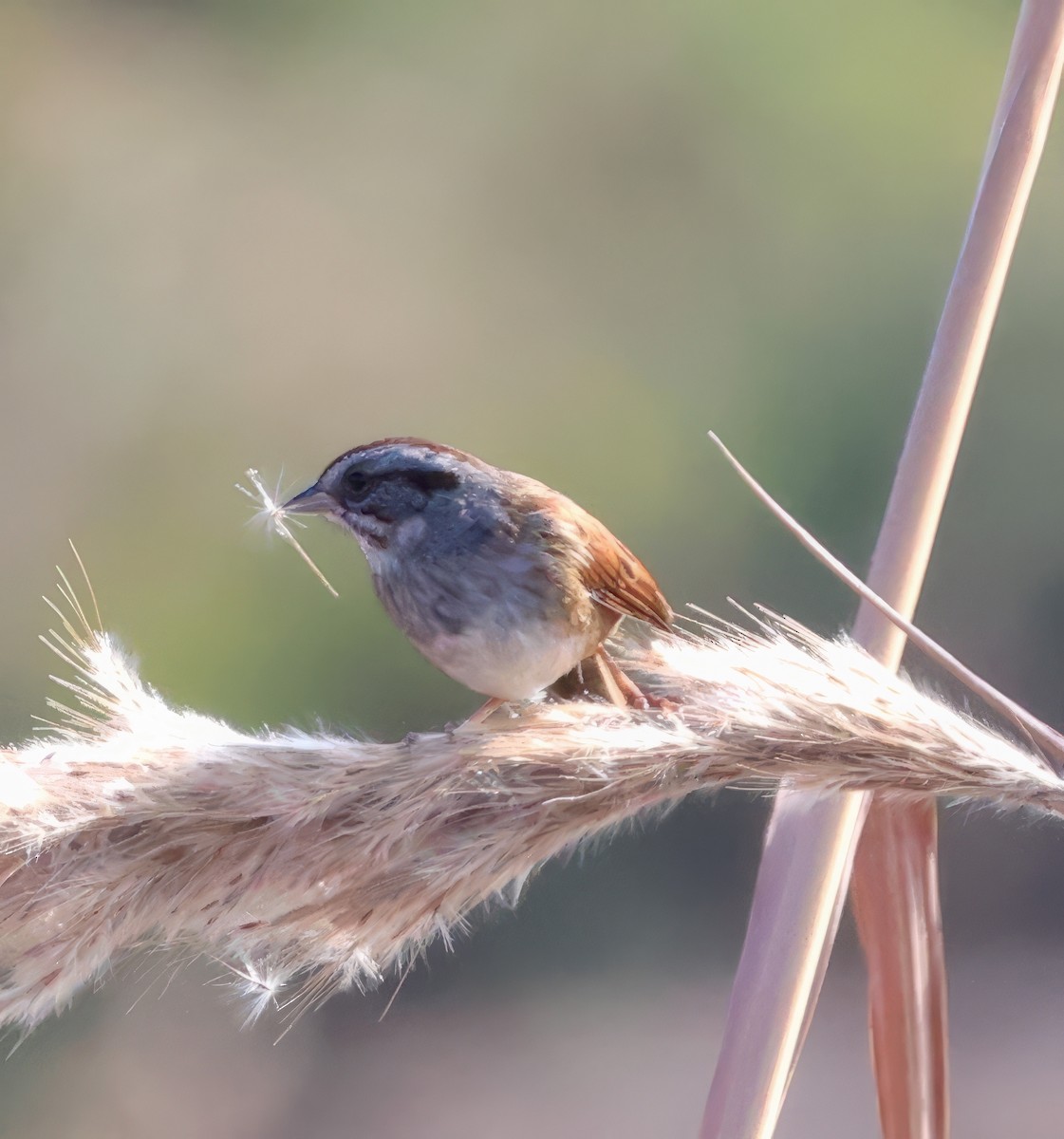 Swamp Sparrow - ML610784439