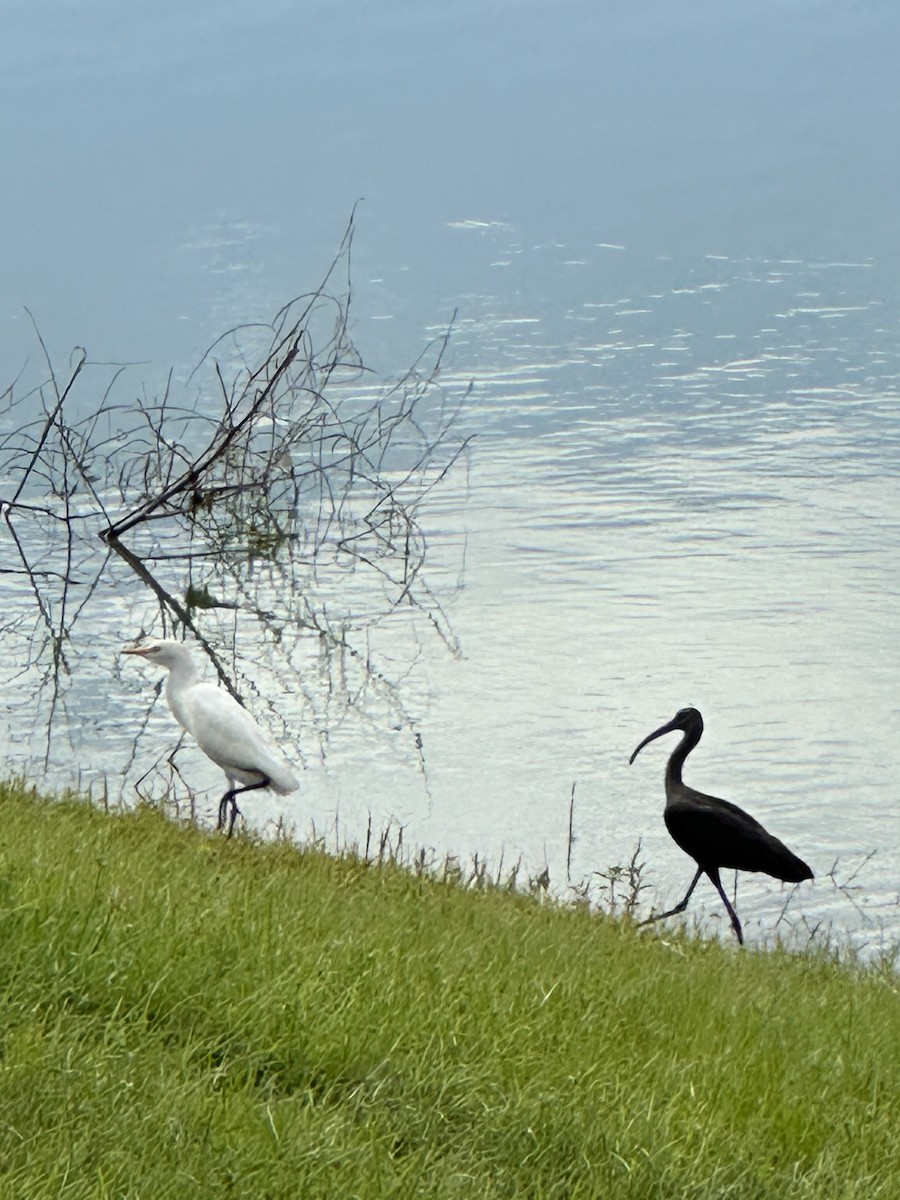 Glossy Ibis - ML610784453