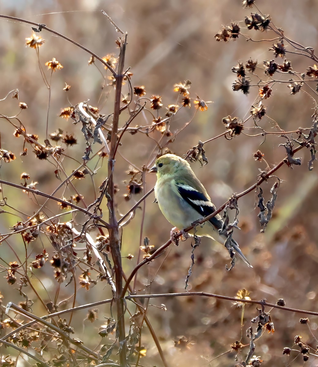 American Goldfinch - ML610784458