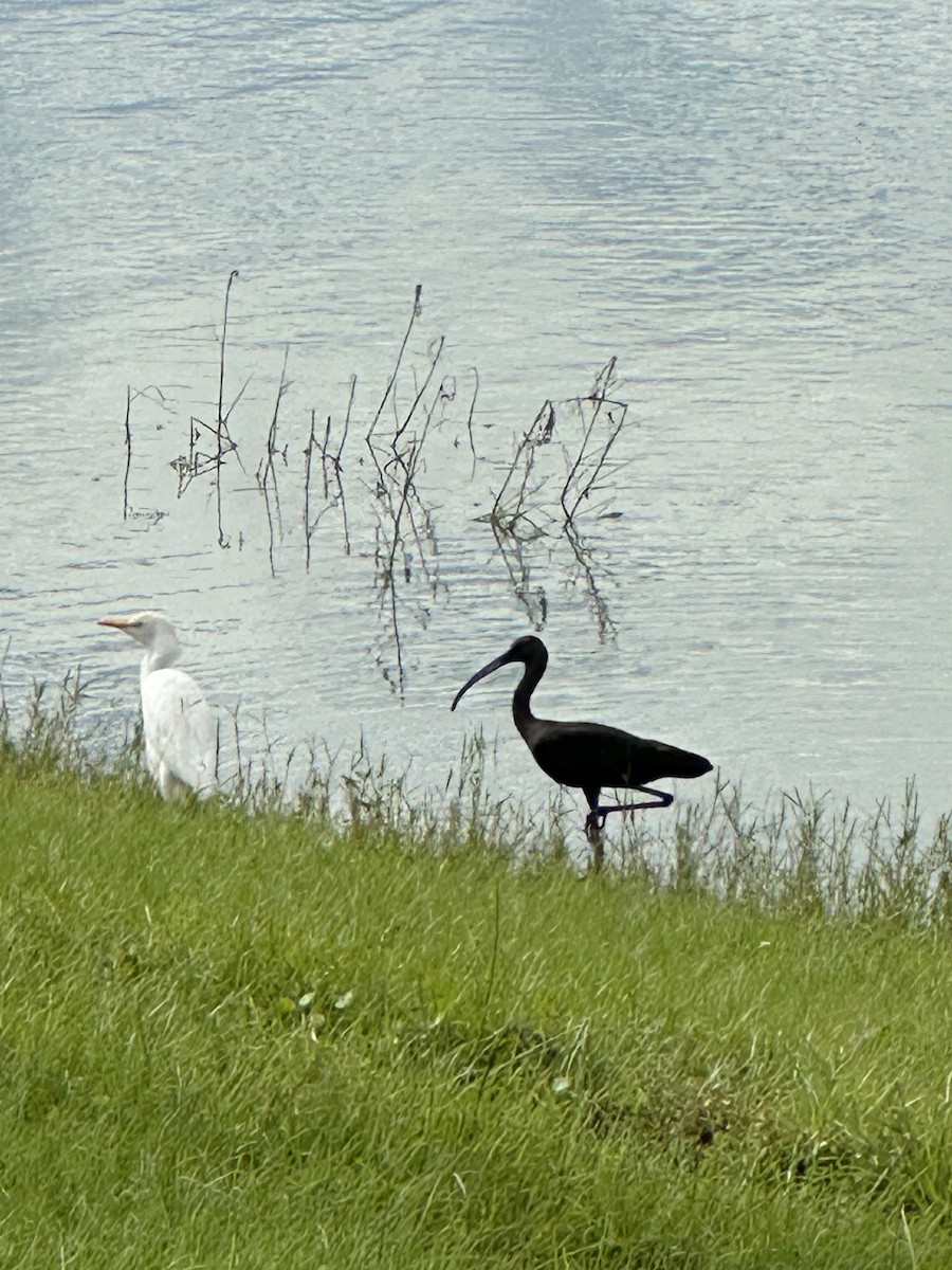 Glossy Ibis - ML610784470