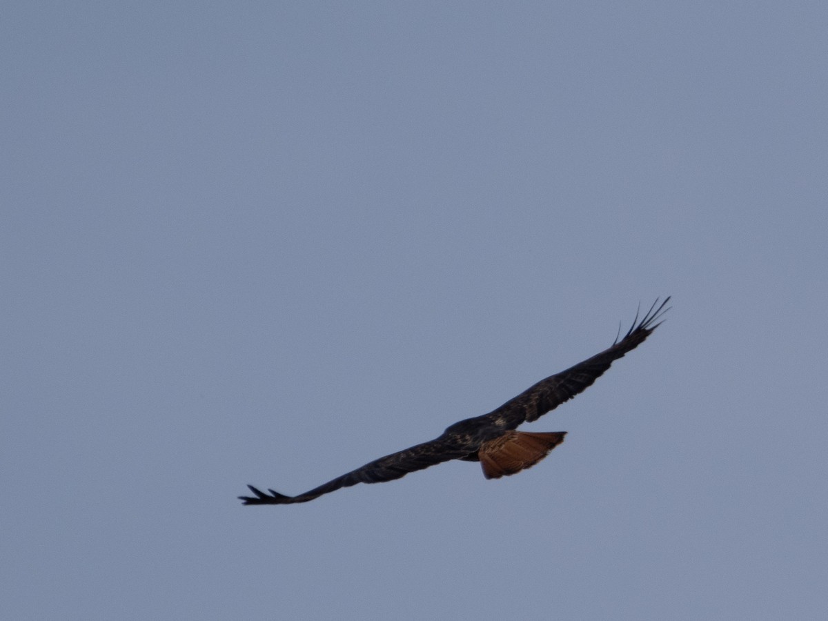 Red-tailed Hawk (calurus/alascensis) - ML610784477