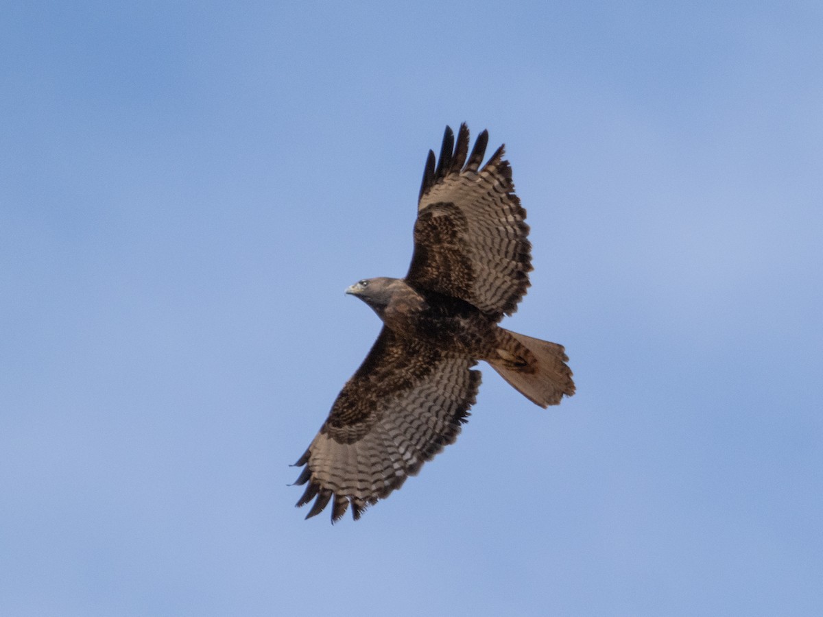 Red-tailed Hawk (calurus/alascensis) - ML610784478