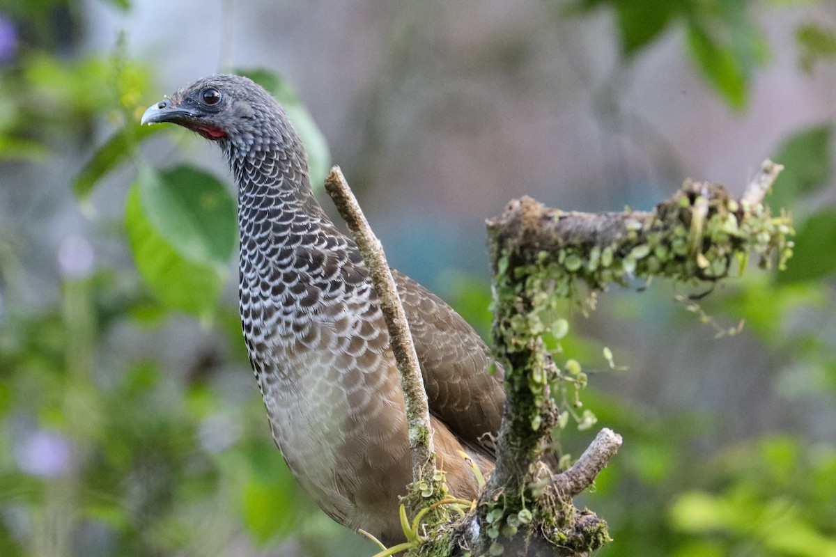 Colombian Chachalaca - Karaleah Reichart Bercaw