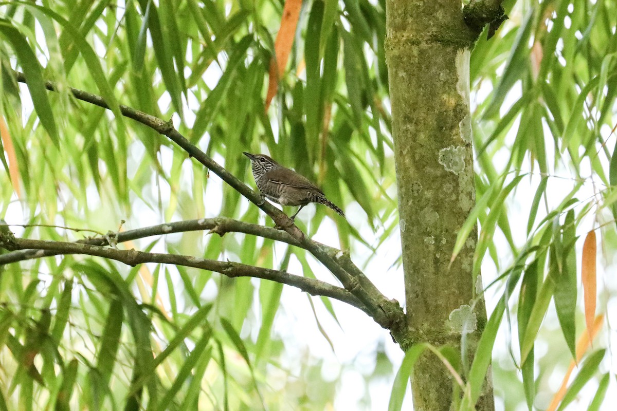 Speckle-breasted Wren (Colombian) - Karaleah Reichart Bercaw