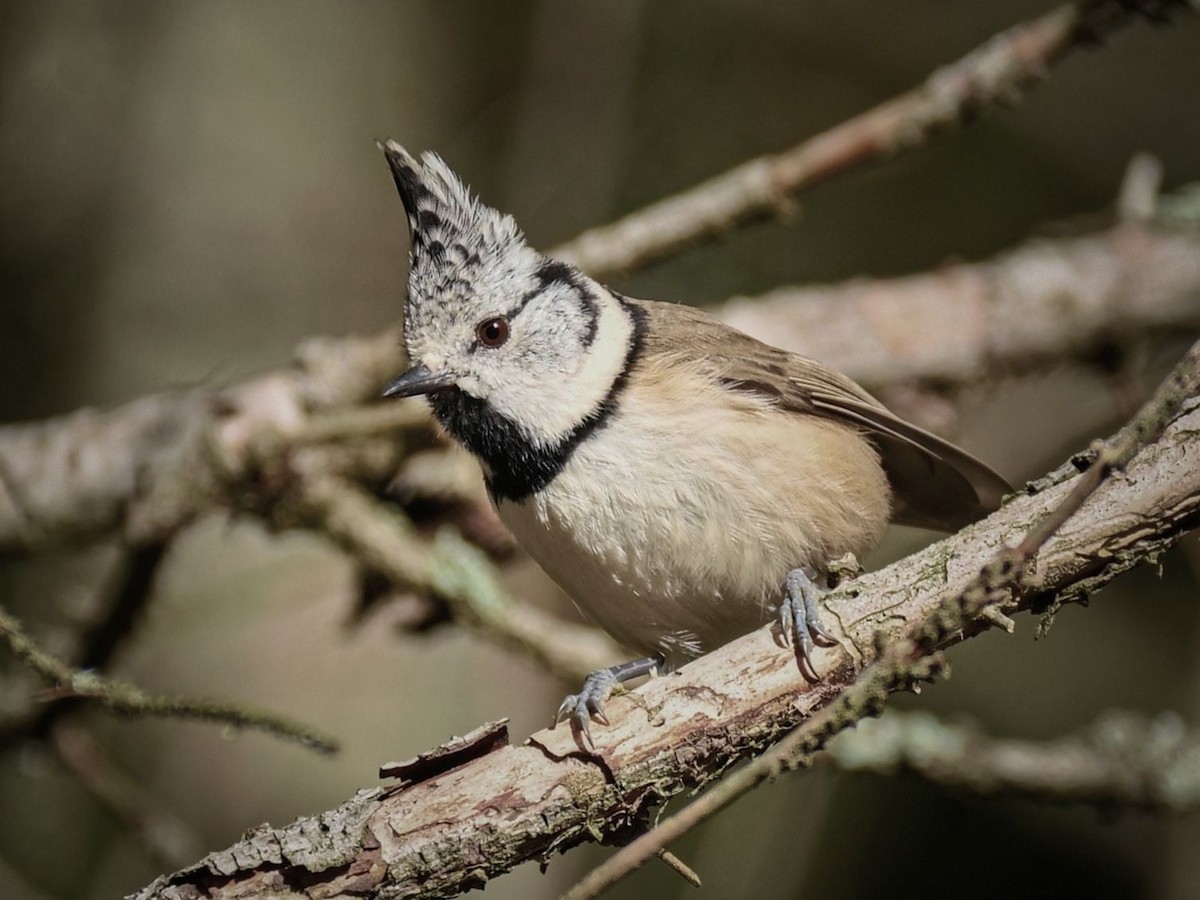 Crested Tit - ML610784651