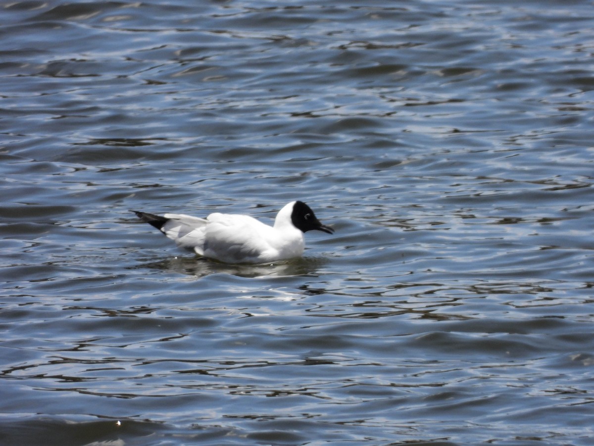 Andean Gull - ML610784784