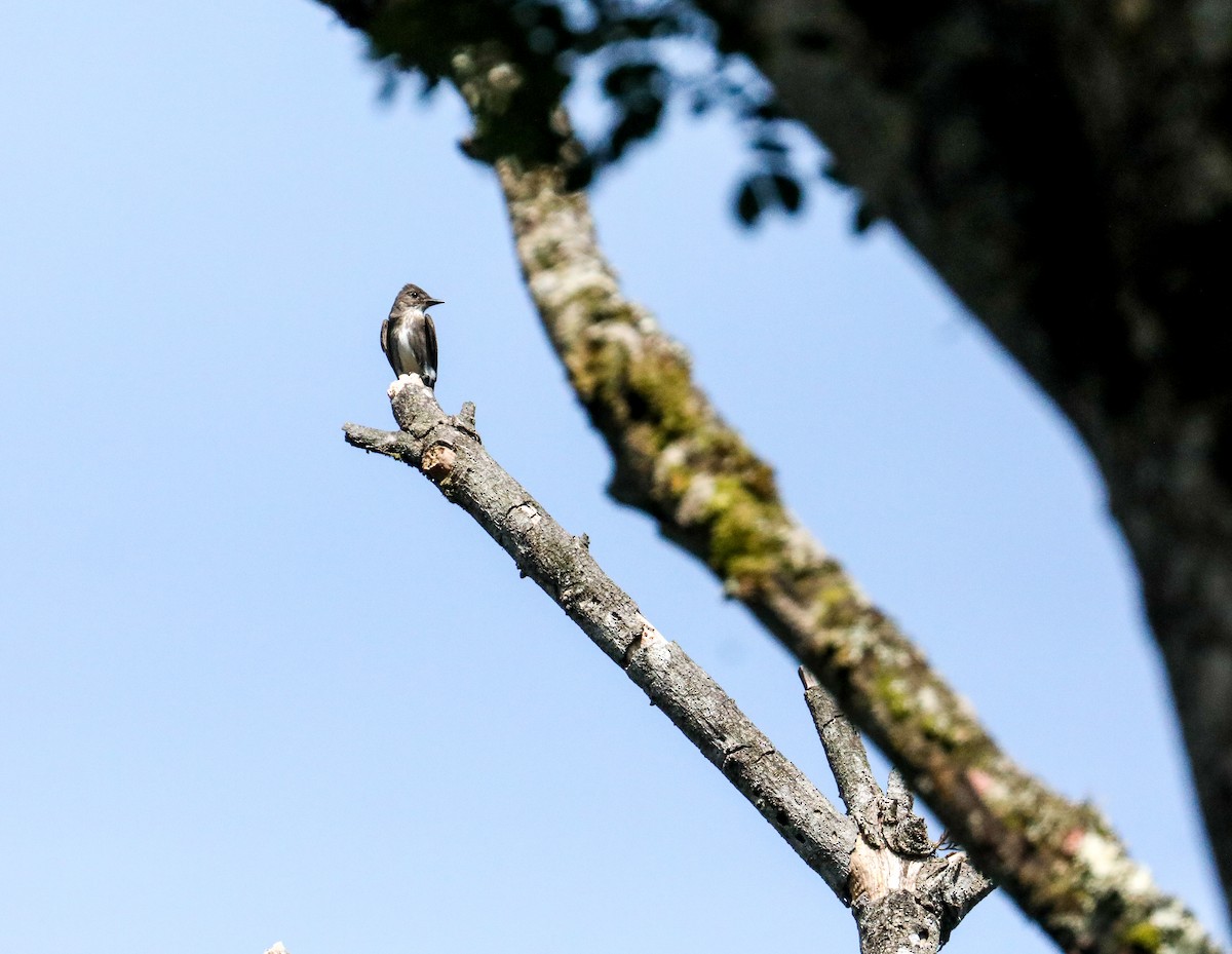 Olive-sided Flycatcher - Karaleah Reichart Bercaw