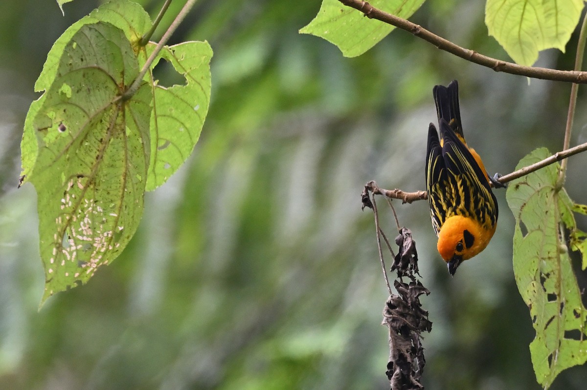 Golden Tanager - Teresa Pegan 🦋