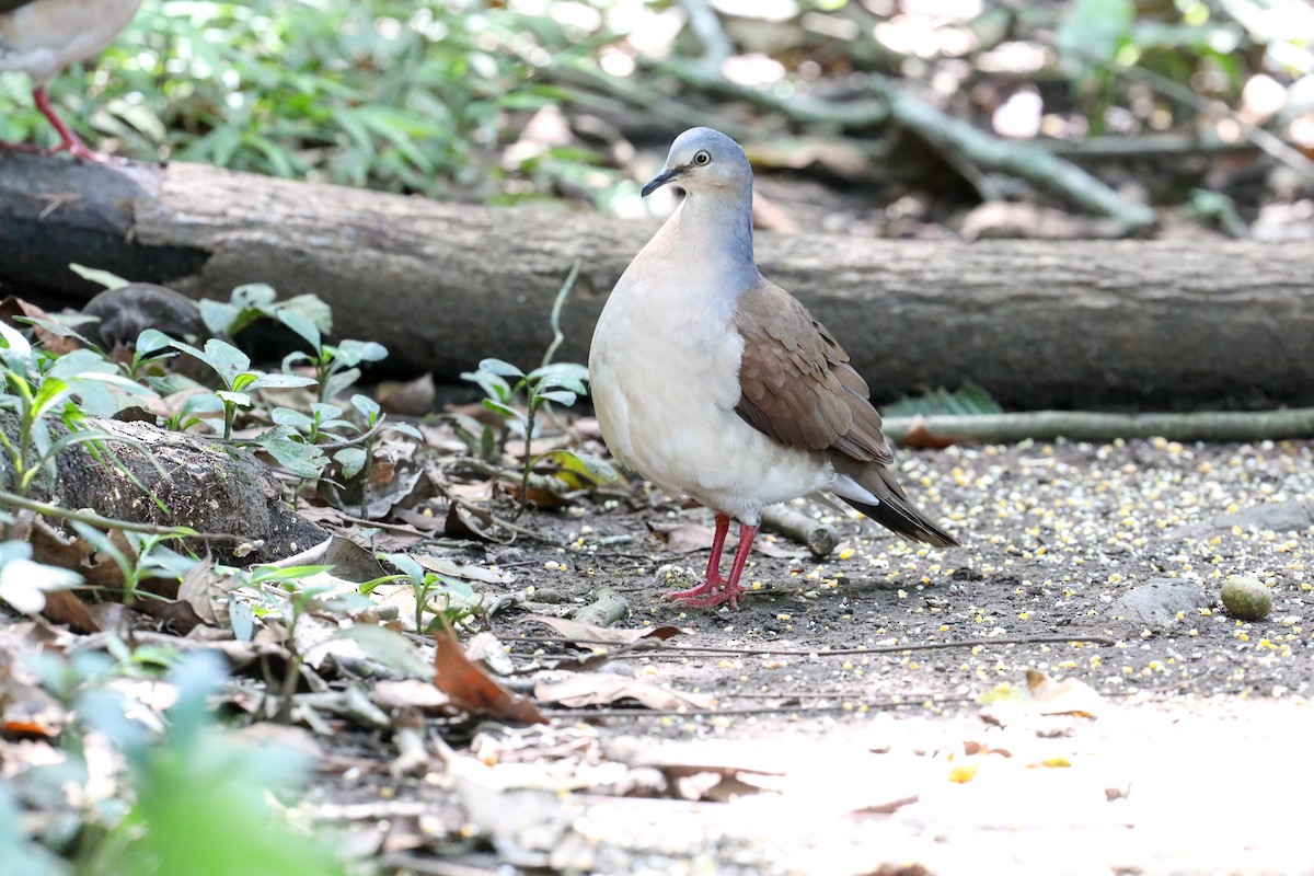 Gray-headed Dove - ML610784890