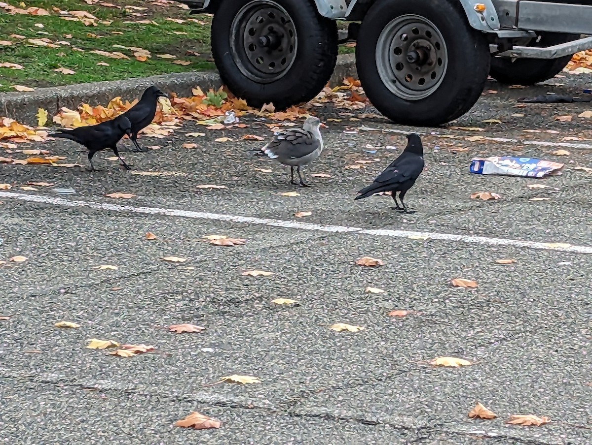 Heermann's Gull - ML610784931