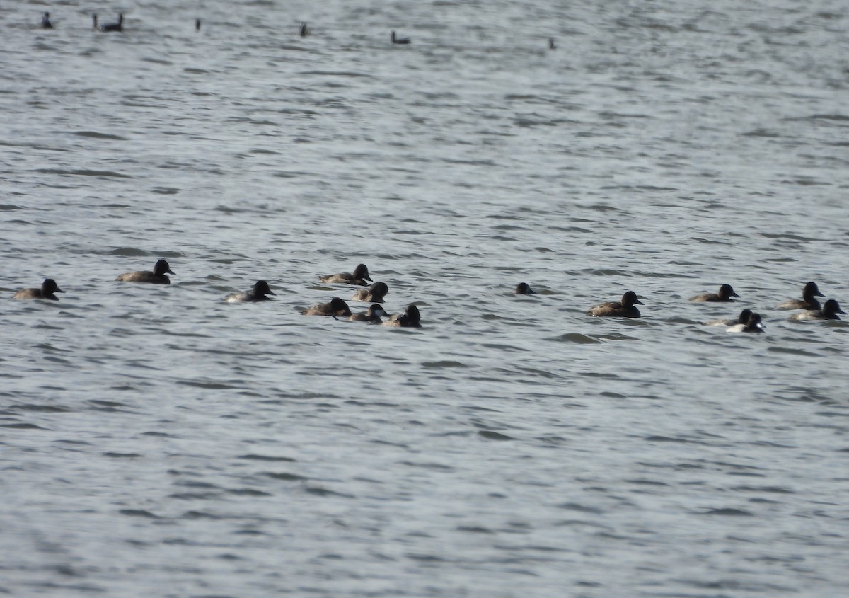 Greater/Lesser Scaup - Karen & Tom Beatty