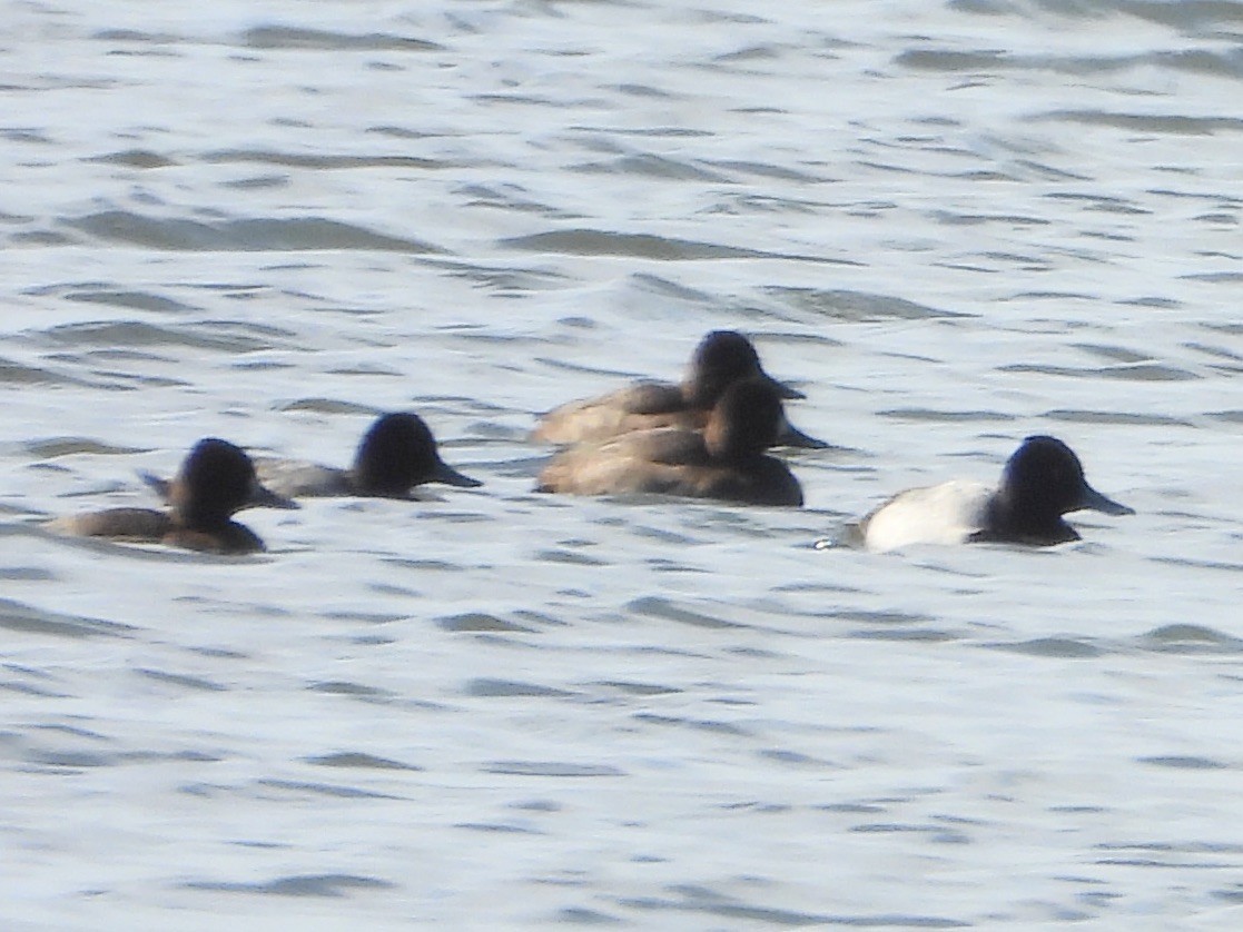 Greater/Lesser Scaup - Karen & Tom Beatty