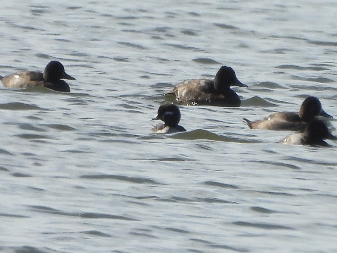 Bufflehead - Karen & Tom Beatty