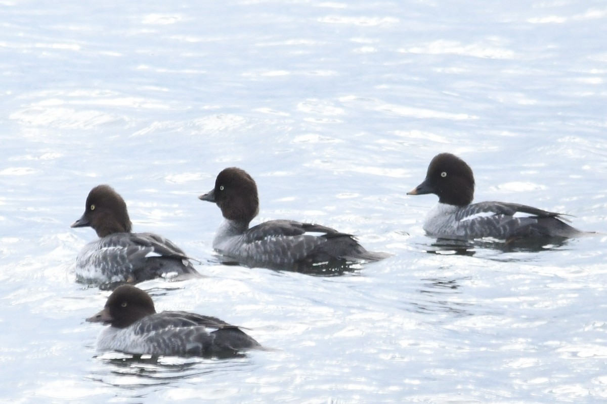 Common Goldeneye - Alan and Debbie Dickinson