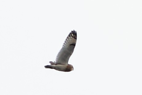 Short-eared Owl (Northern) - ML610785114