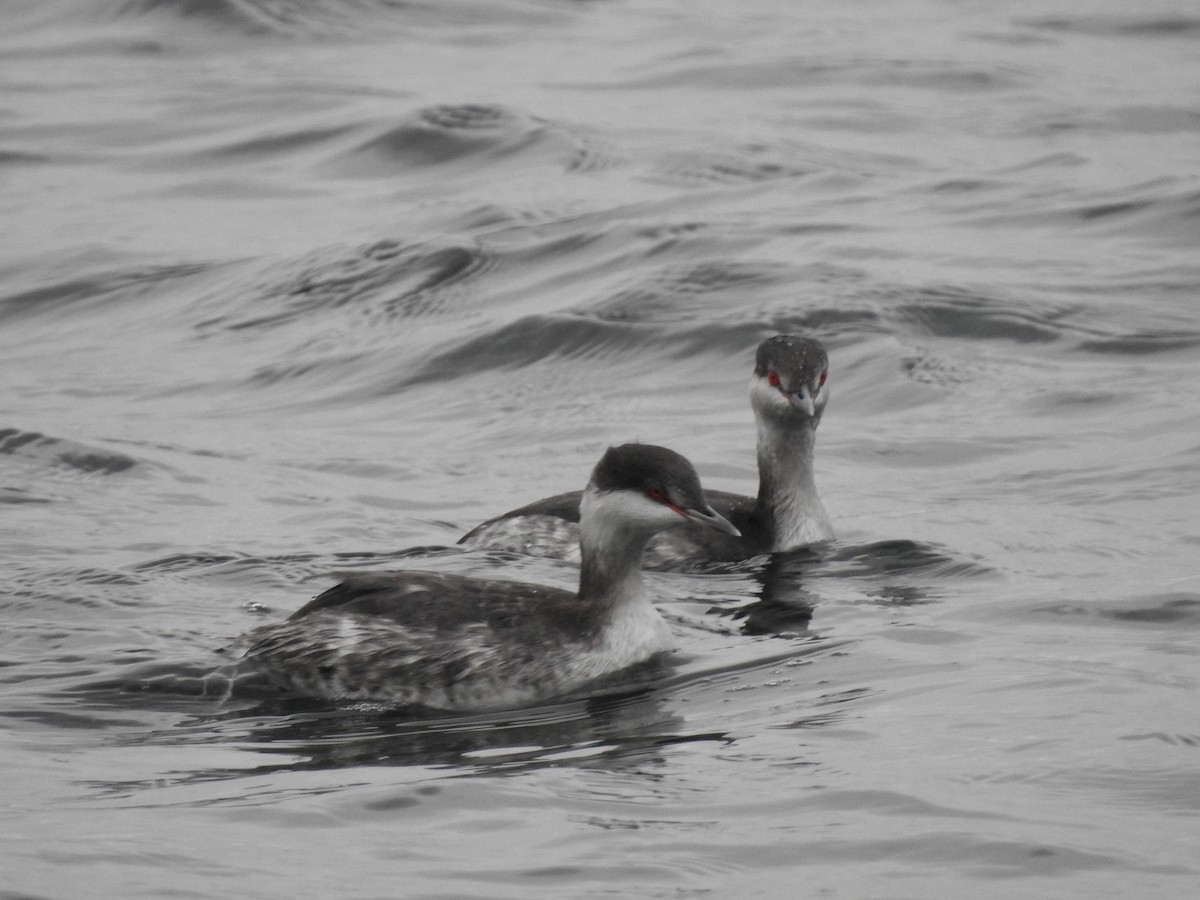 Horned Grebe - ML610785124