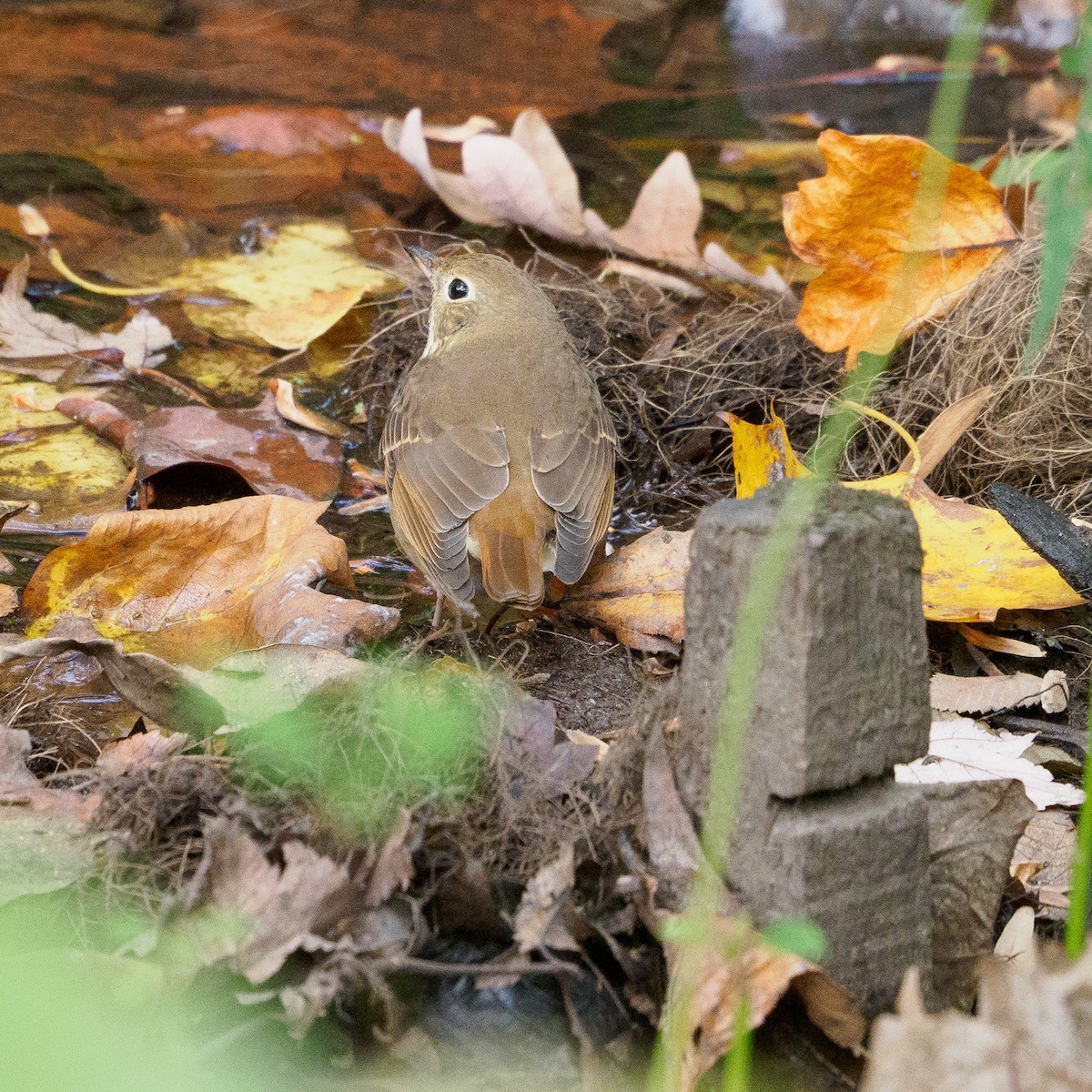 Hermit Thrush - ML610785127