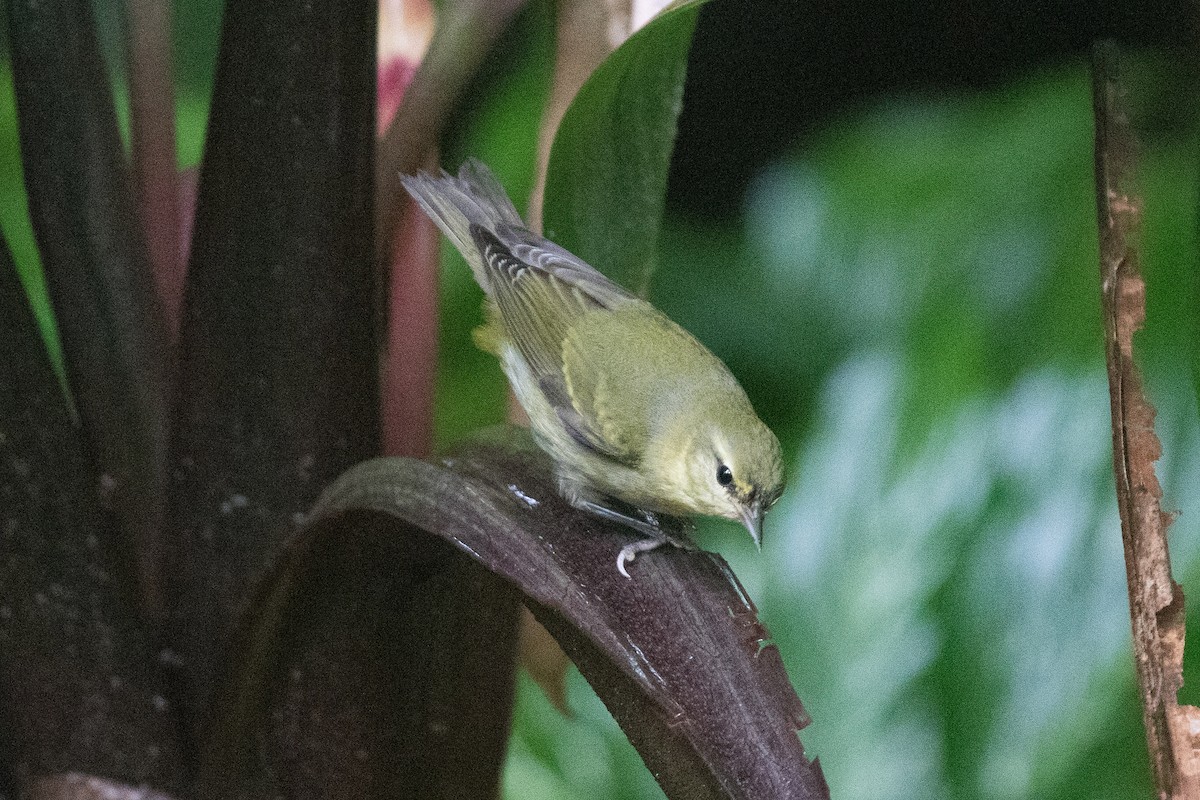 Tennessee Warbler - ML610785148