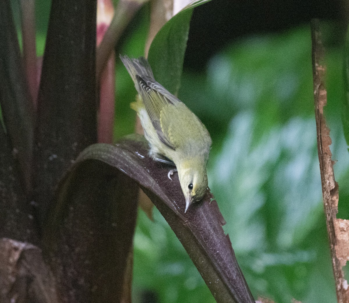 Tennessee Warbler - Jeffry Morataya