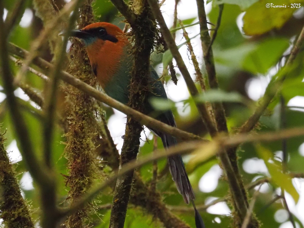 Motmot à bec large - ML610785155