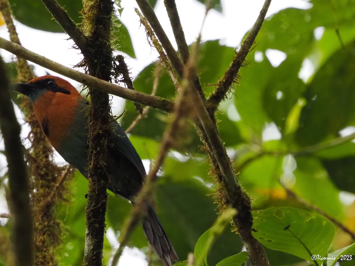 Broad-billed Motmot - ML610785156