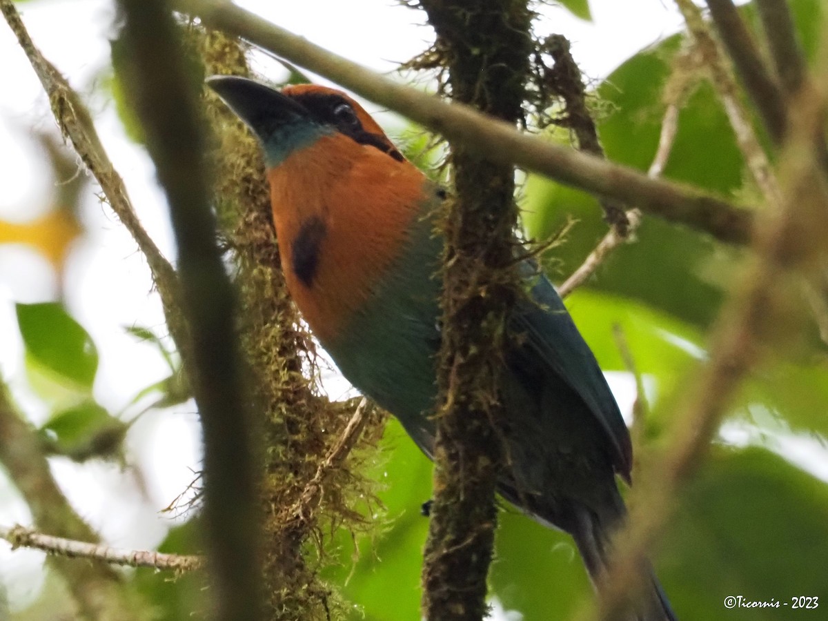 Motmot à bec large - ML610785157