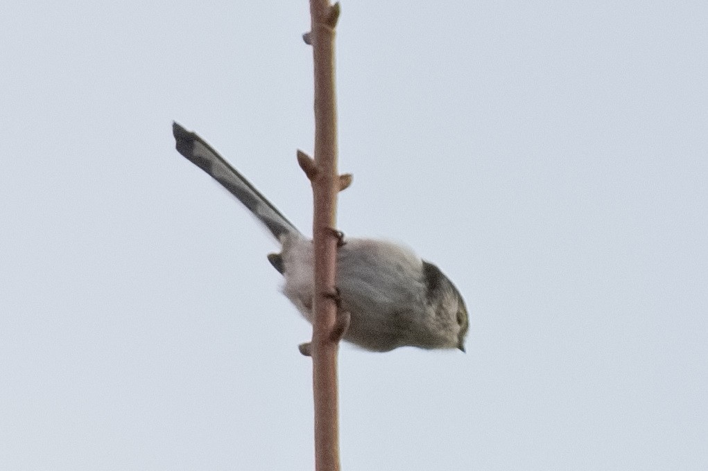 Long-tailed Tit - Bruce Kerr