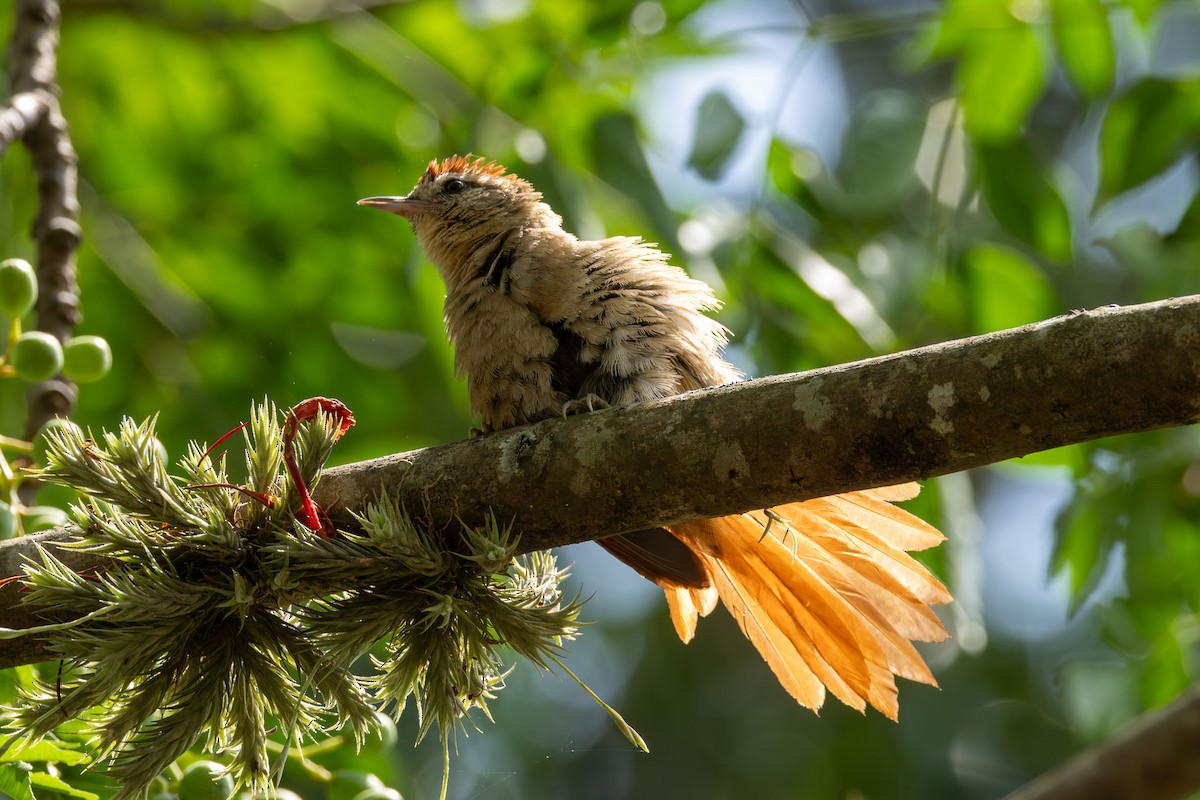 Rusty-backed Spinetail - ML610785184