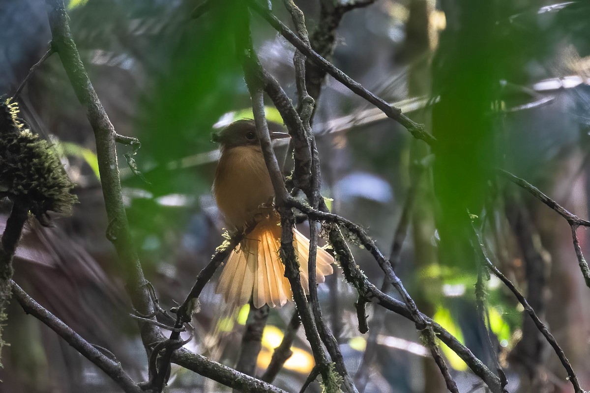 Atlantic Royal Flycatcher - Donald Schneider