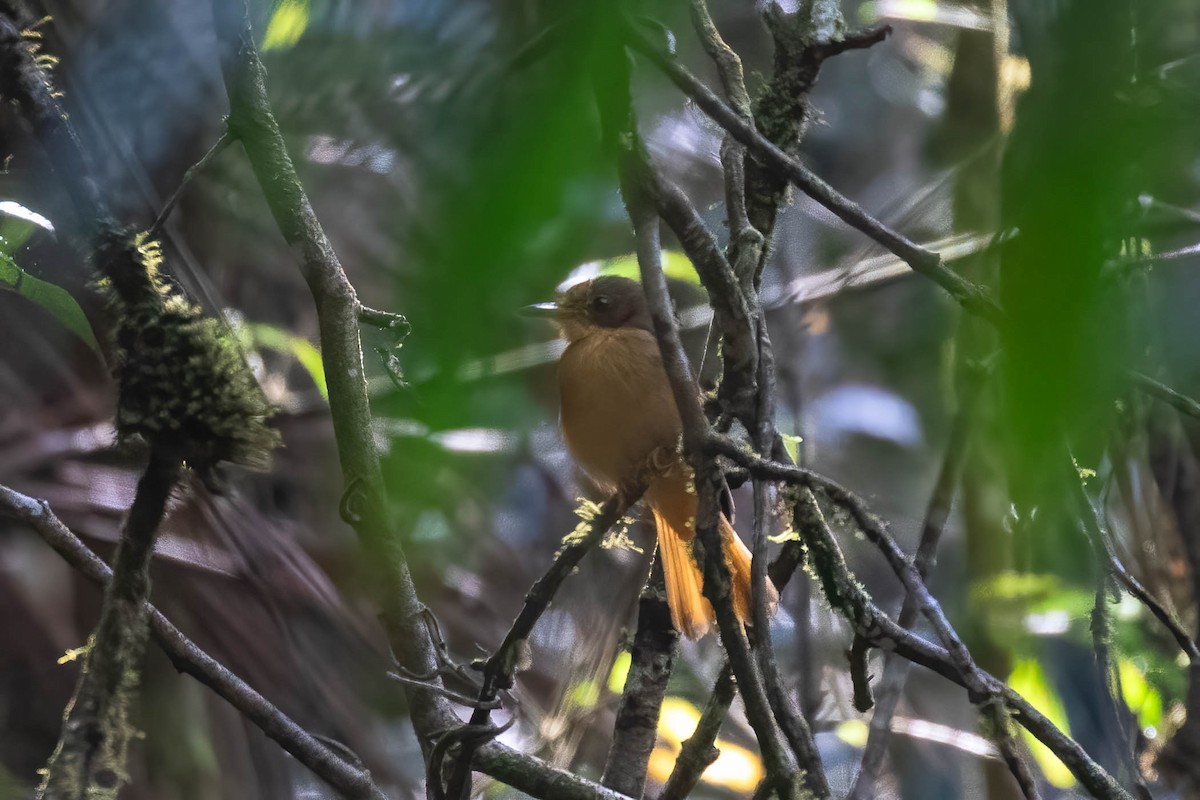 Atlantic Royal Flycatcher - Donald Schneider