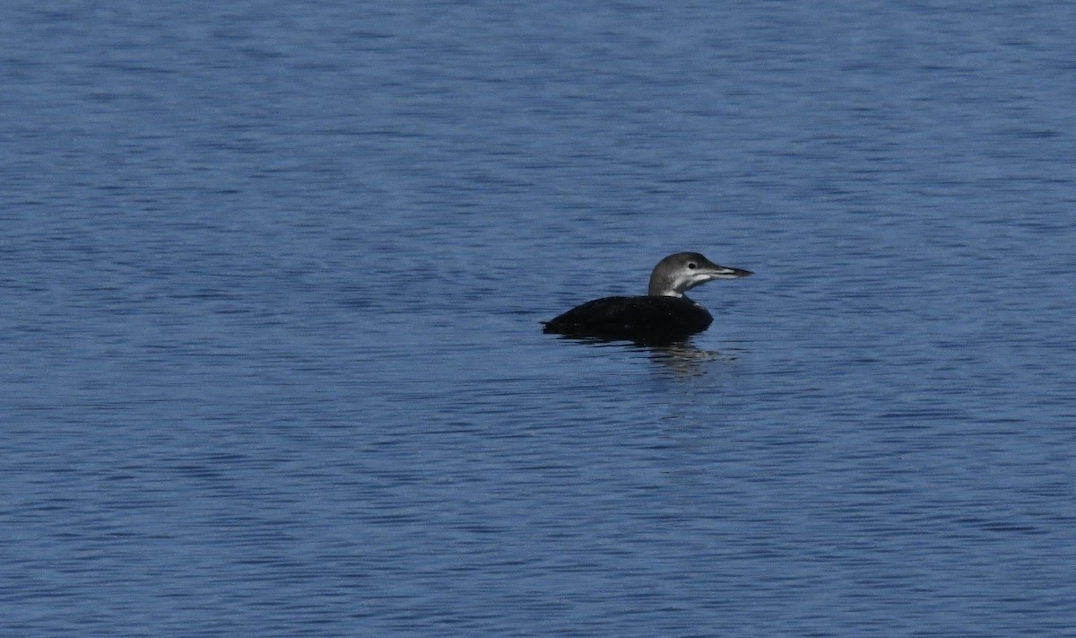 Common Loon - Grant McKercher