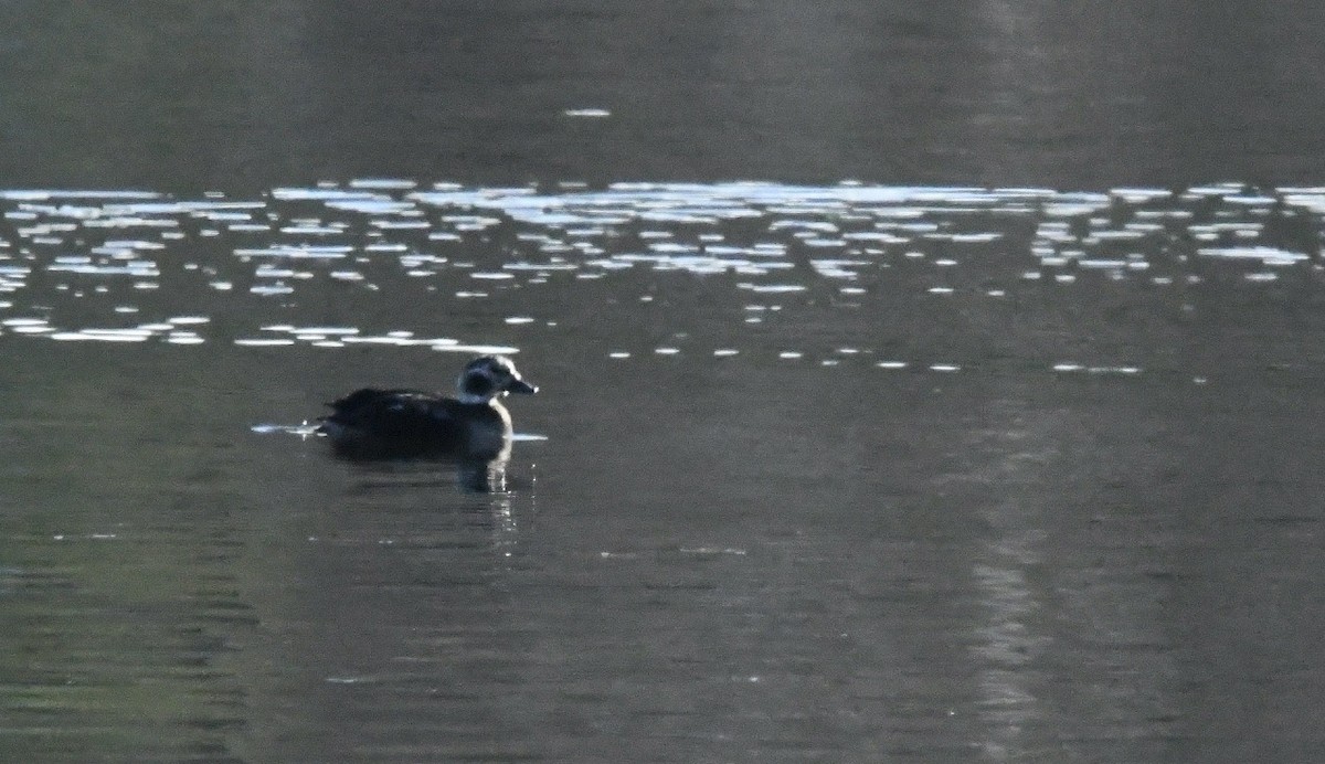 Long-tailed Duck - Grant McKercher