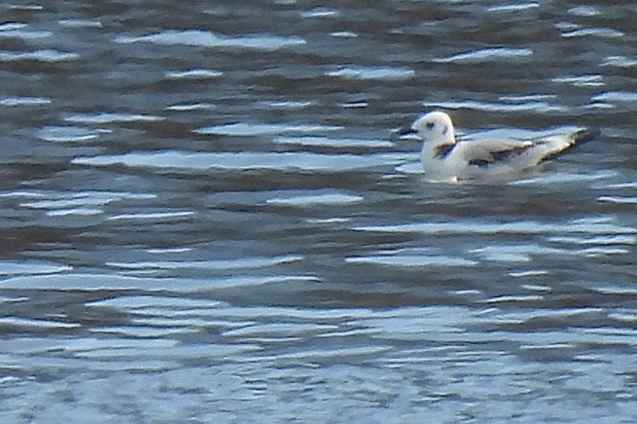 Mouette tridactyle - ML610785243
