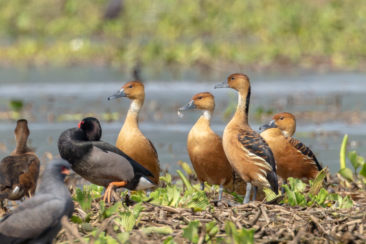 Fulvous Whistling-Duck - ML610785286