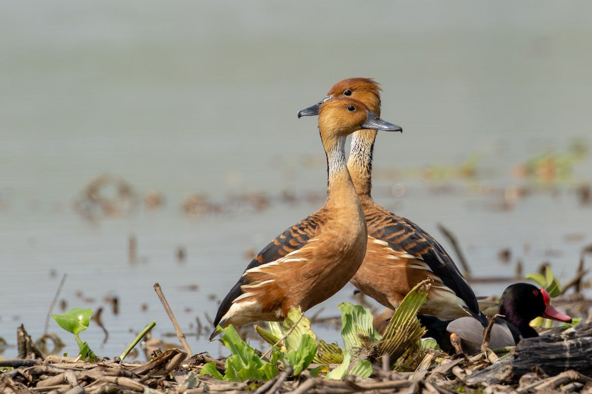 Fulvous Whistling-Duck - ML610785287