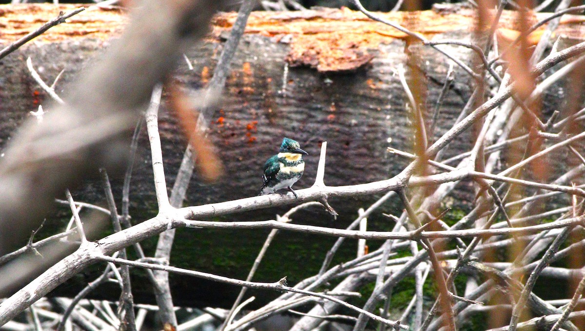 Green Kingfisher - césar antonio ponce