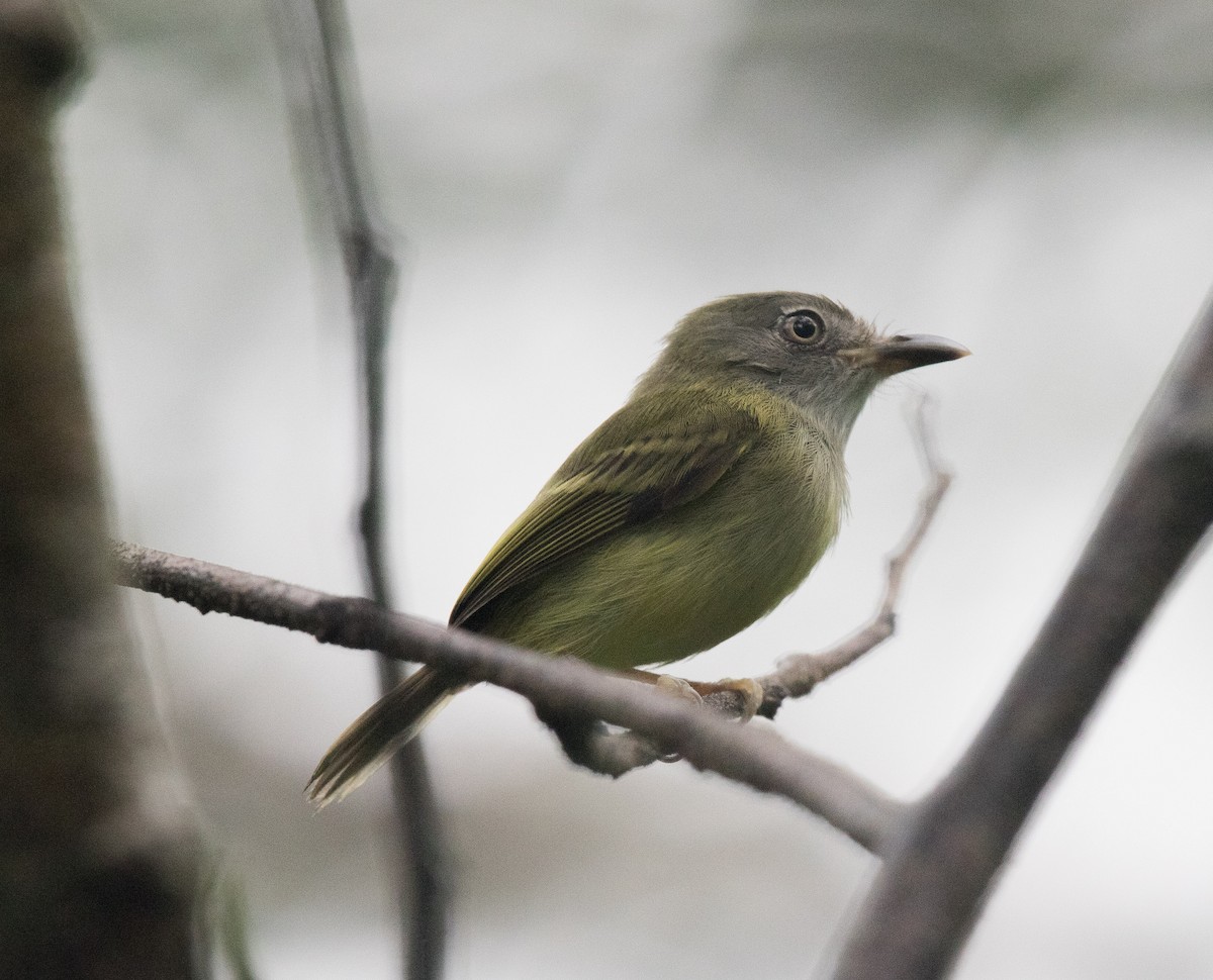 Northern Bentbill - ML610785339