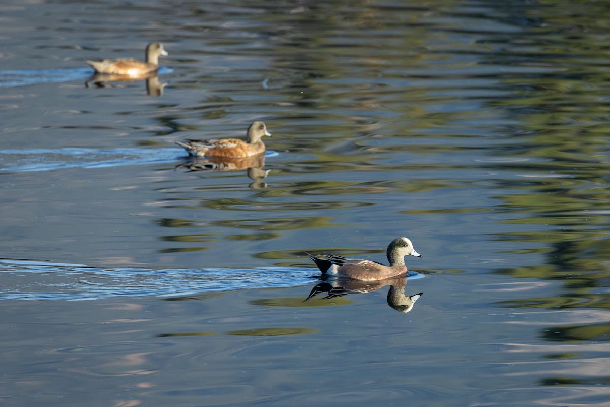 American Wigeon - Barry Rowan