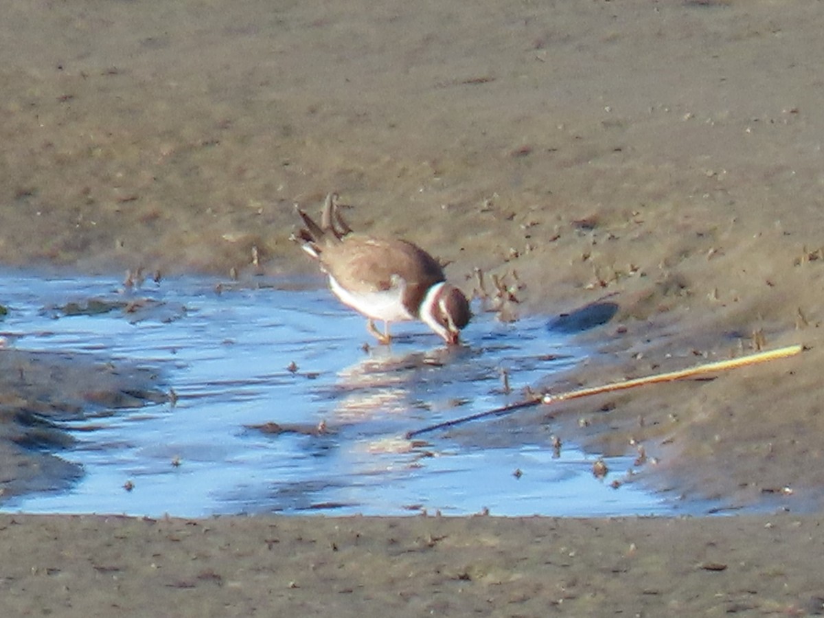 Semipalmated Plover - ML610785378
