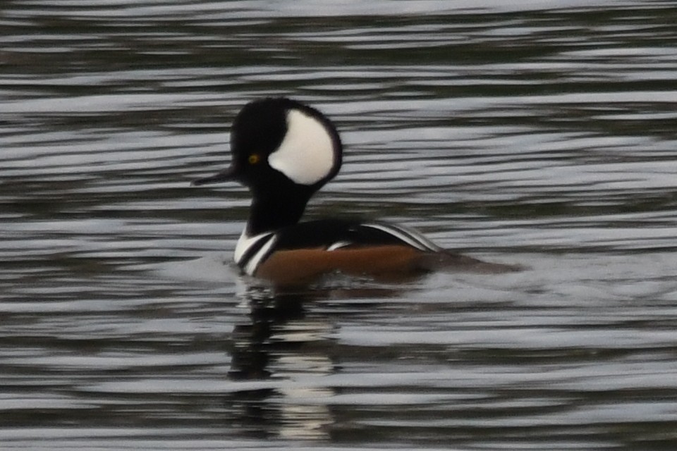 Hooded Merganser - Alan and Debbie Dickinson