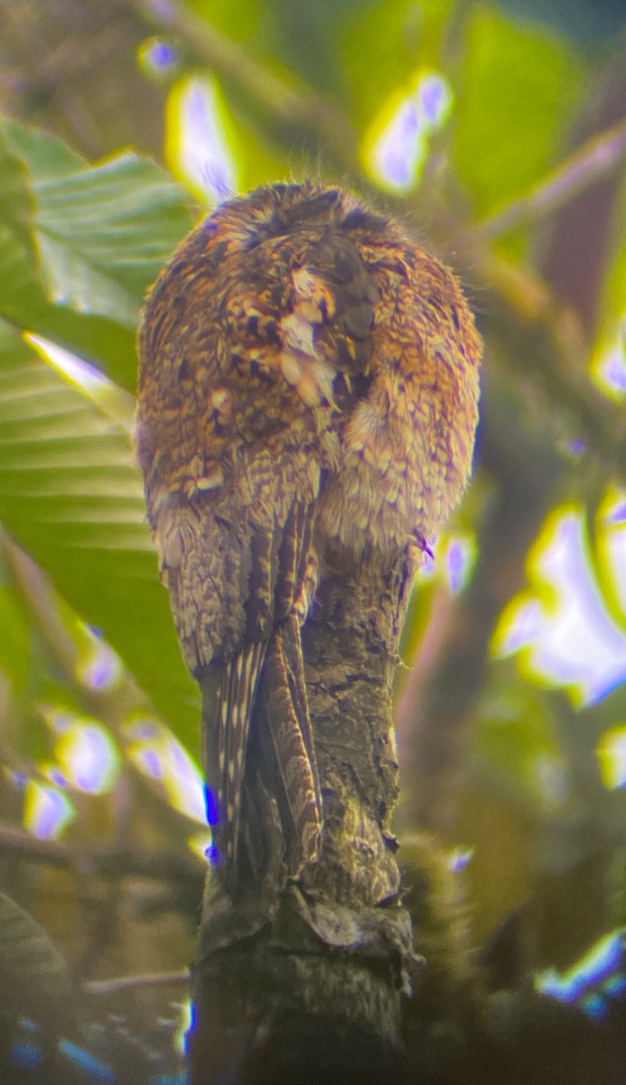 Andean Potoo - ML610785430