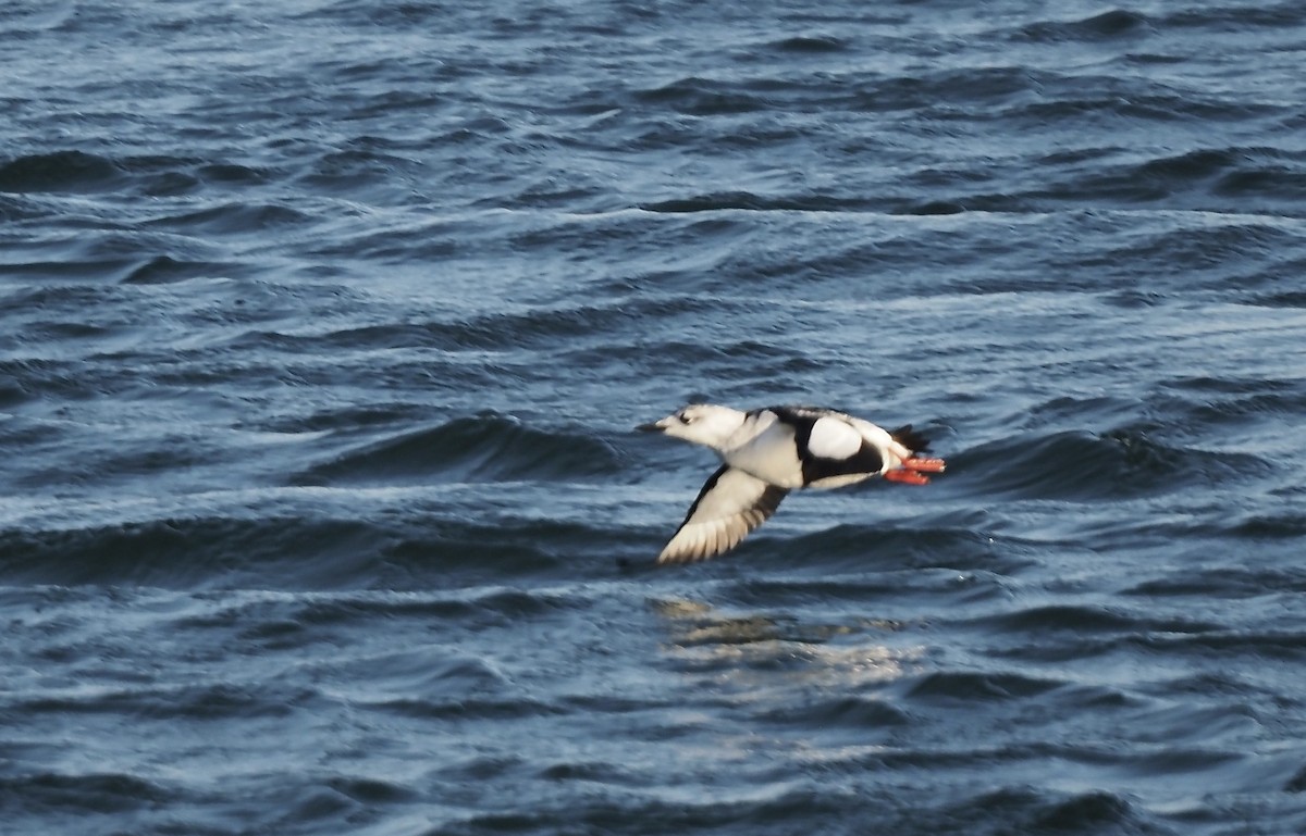 Black Guillemot - ML610785439