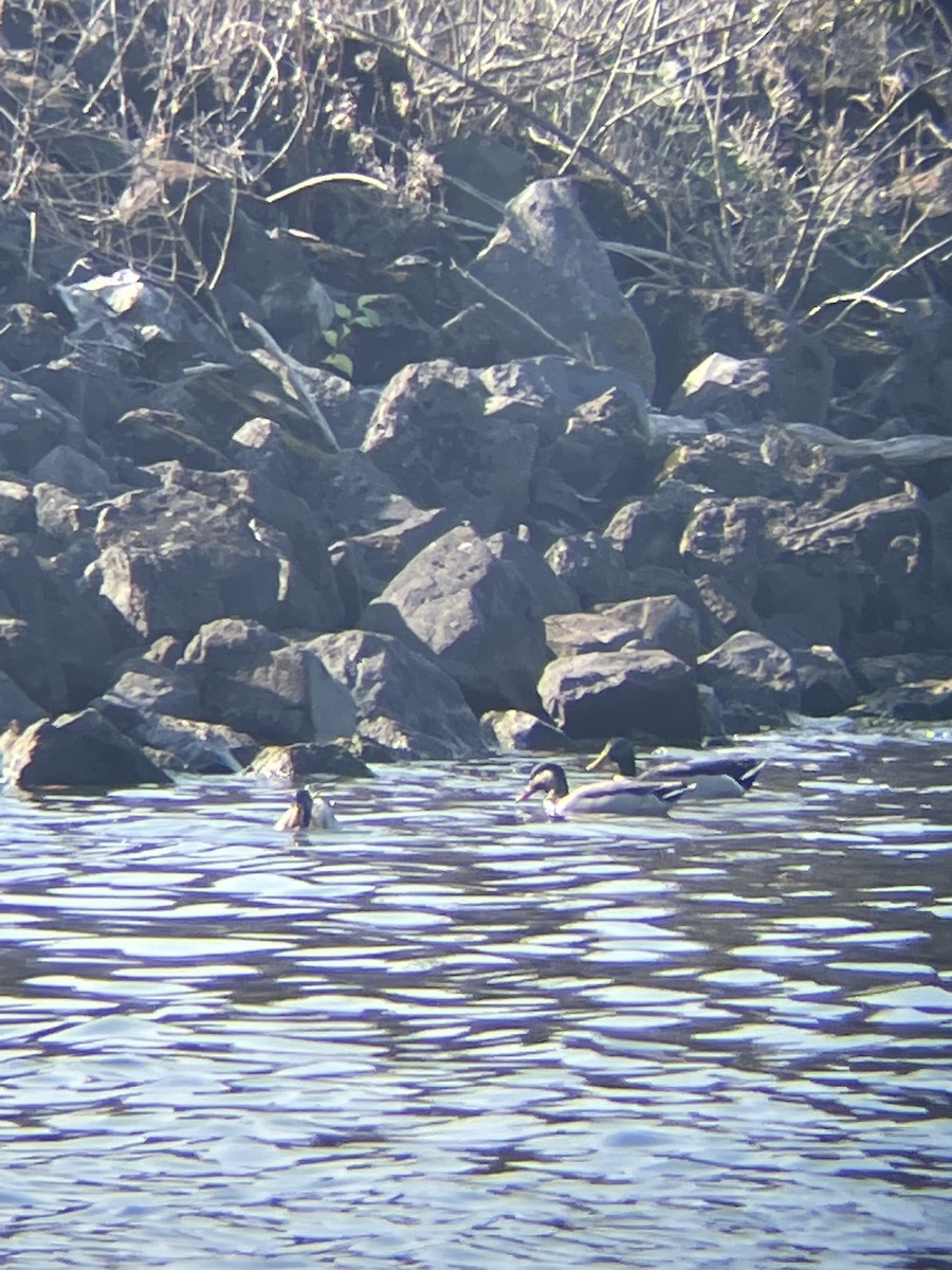 American Wigeon x Mallard (hybrid) - ML610785442