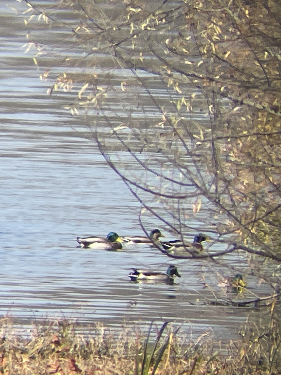 American Wigeon x Mallard (hybrid) - ML610785443